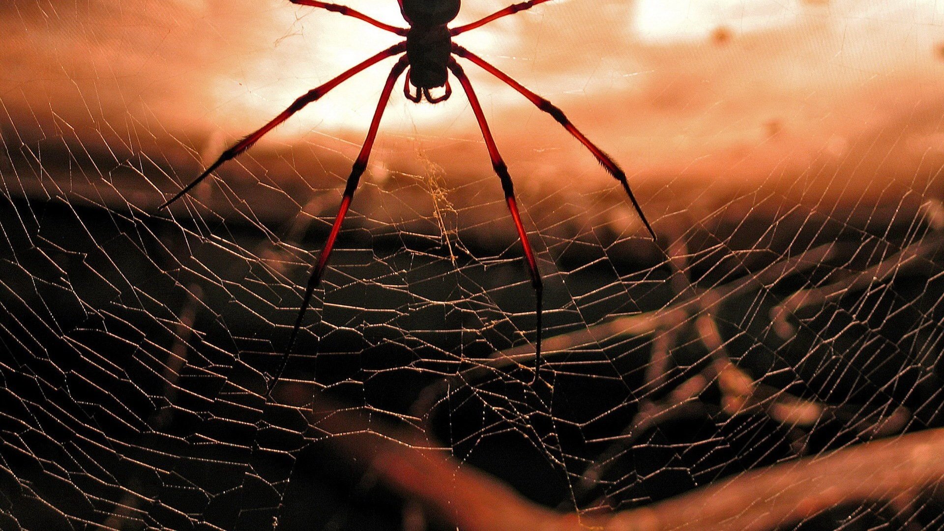 Обои красный, паук, паутина, red, spider, web разрешение 1920x1440 Загрузить