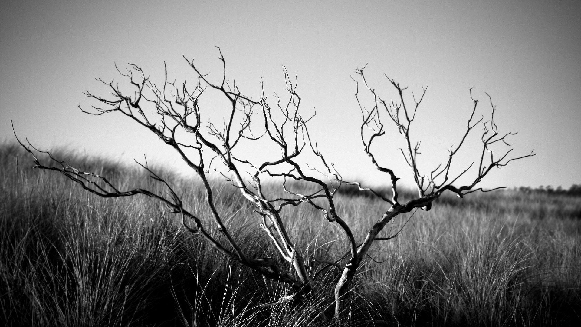 Обои трава, дерево, настроение, пейзаж, чёрно-белое, смерть, уныние, grass, tree, mood, landscape, black and white, death разрешение 1920x1200 Загрузить