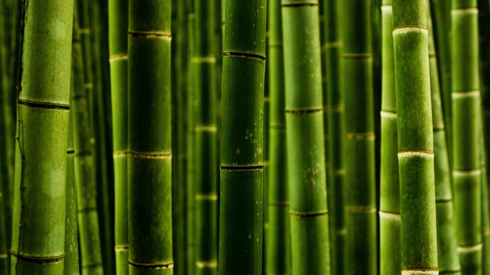 Обои природа, обои, макро, фото, стволы, бамбук, nature wallpapers, green style, macro photos, nature, wallpaper, macro, photo, trunks, bamboo разрешение 2560x1600 Загрузить