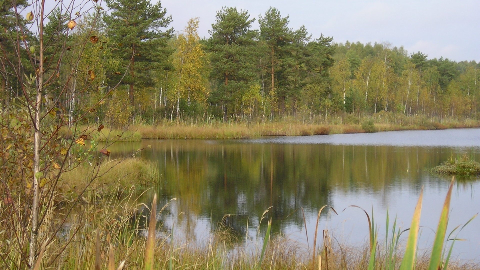 Обои деревья, озеро, лес, trees, lake, forest разрешение 2048x1536 Загрузить