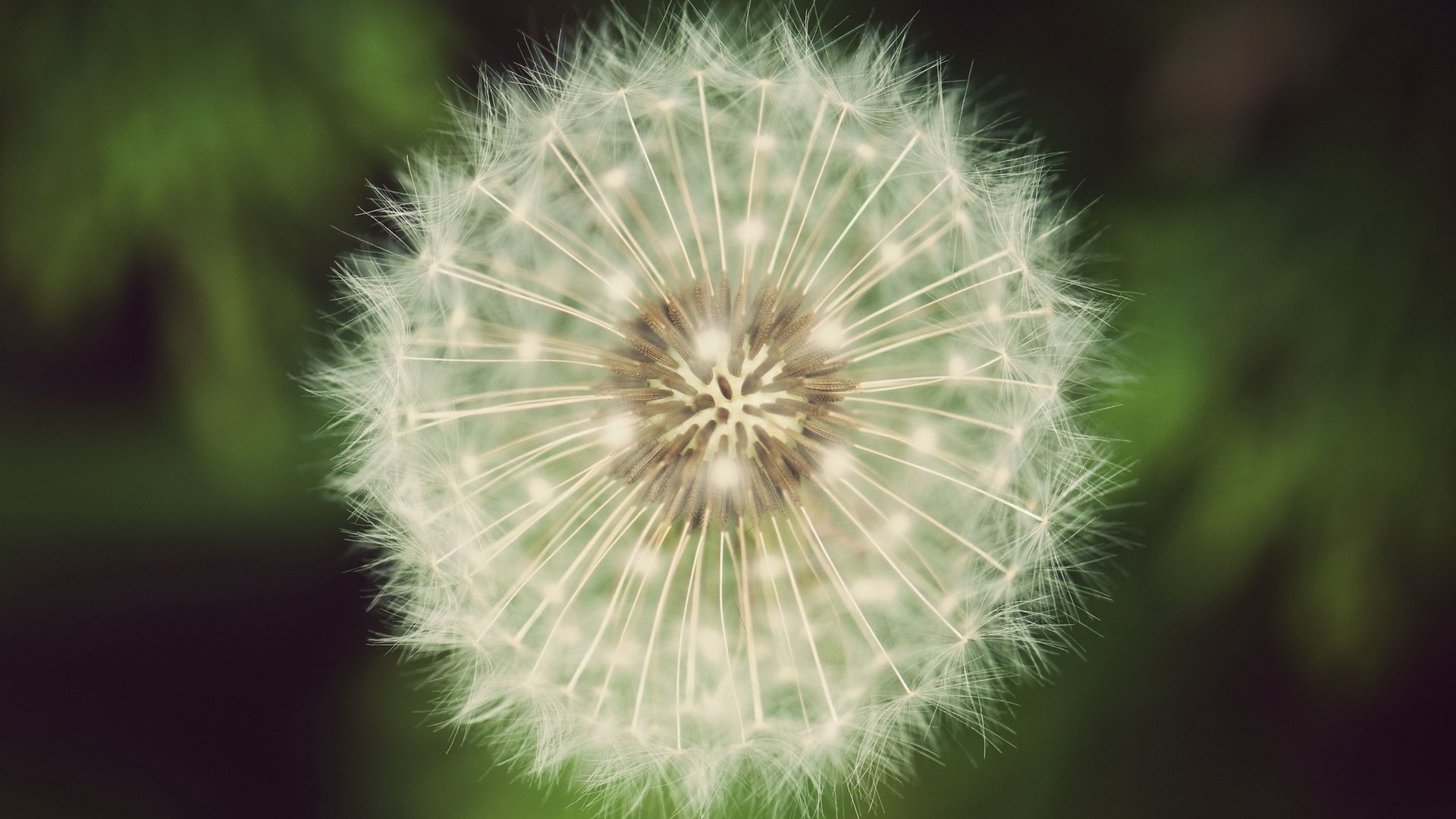 Обои зелёный, одуванчик, пух, green, dandelion, fluff разрешение 2560x1600 Загрузить