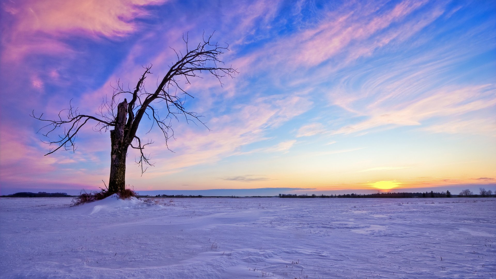 Обои небо, облака, солнце, снег, дерево, закат, зима, the sky, clouds, the sun, snow, tree, sunset, winter разрешение 2560x1600 Загрузить