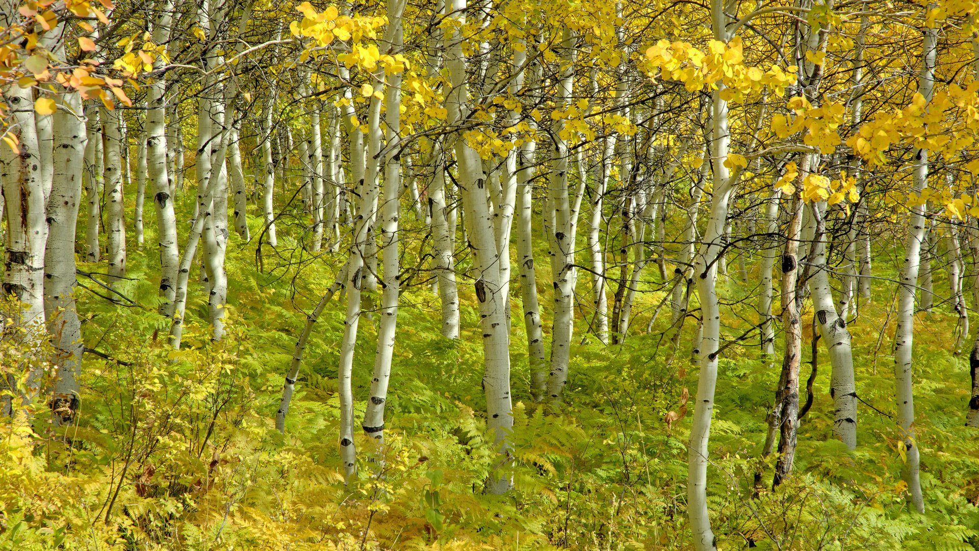 Обои деревья, березы, осень, красота, роща, trees, birch, autumn, beauty, grove разрешение 4288x2848 Загрузить