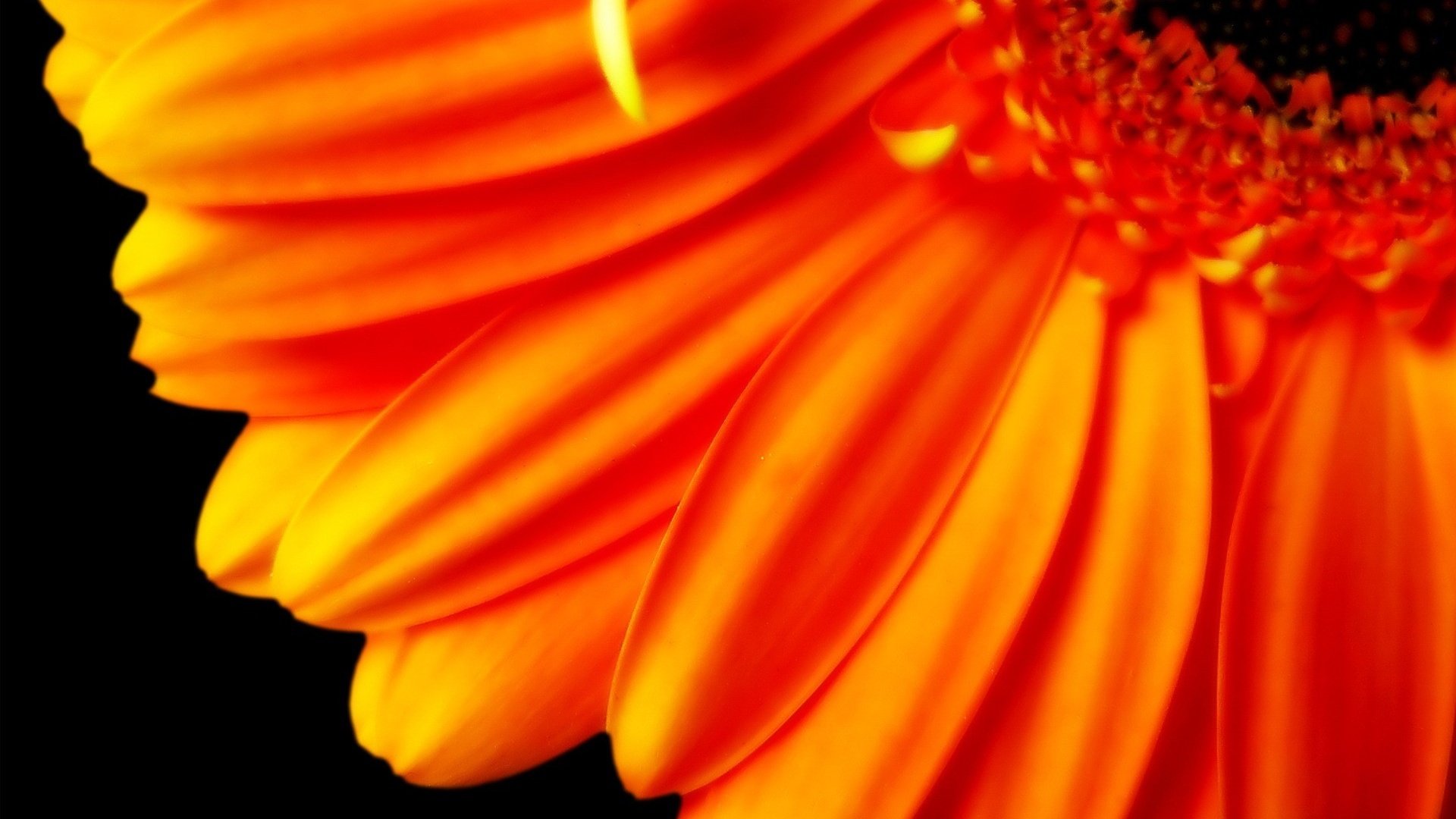 Обои цветок, лепестки, оранжевый, черный фон, гербера, flower, petals, orange, black background, gerbera разрешение 1920x1200 Загрузить