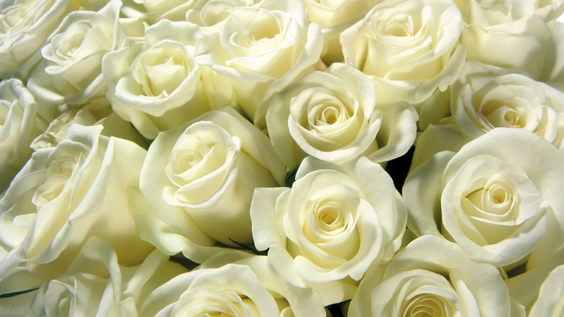 Обои бутоны, розы, букет, белые, охапка, buds, roses, bouquet, white, bunch разрешение 1920x1200 Загрузить