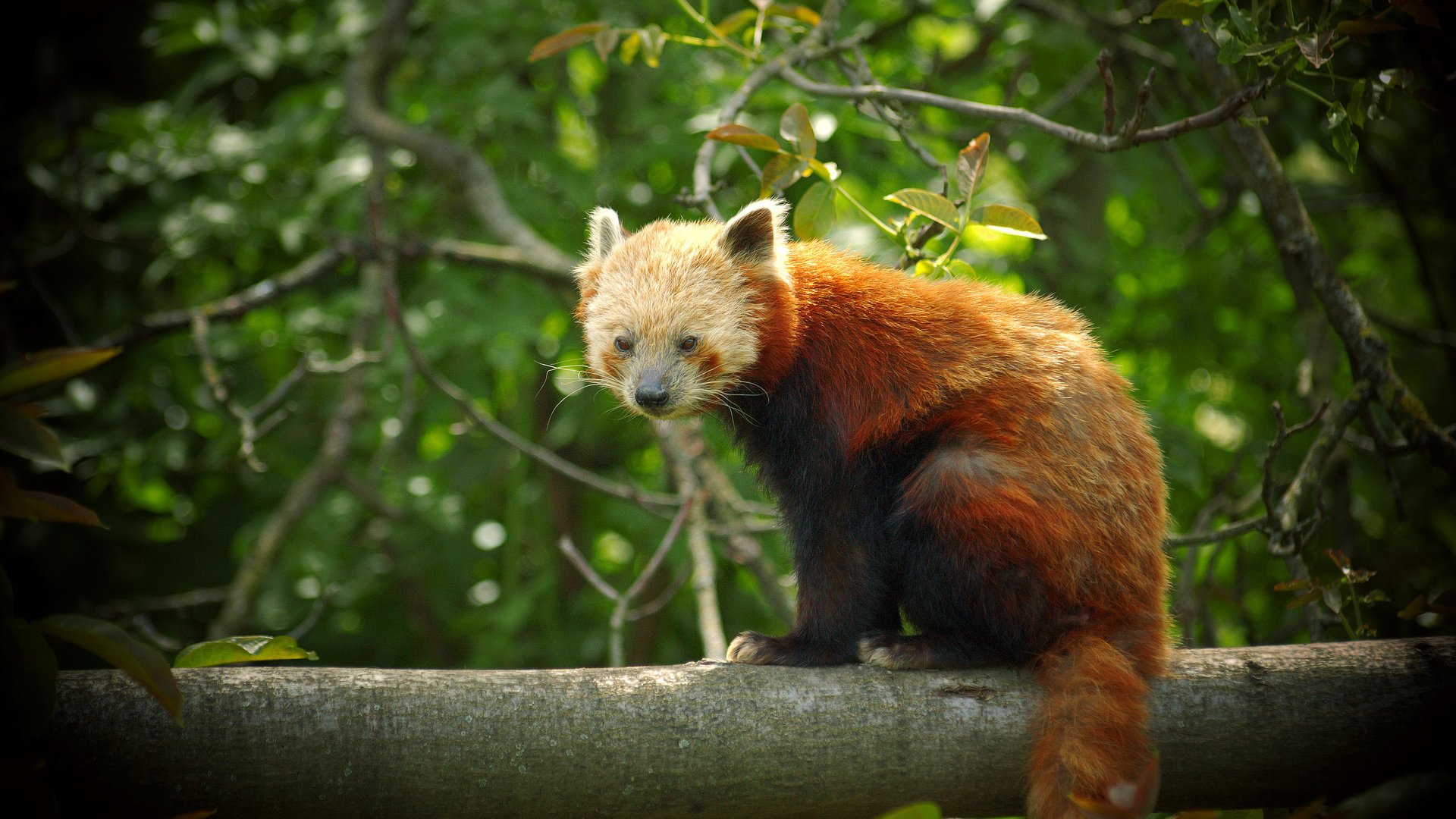 Обои панда, рыжая, фаерфокс, красная панда, малая панда, panda, red, firefox, red panda разрешение 2560x1600 Загрузить