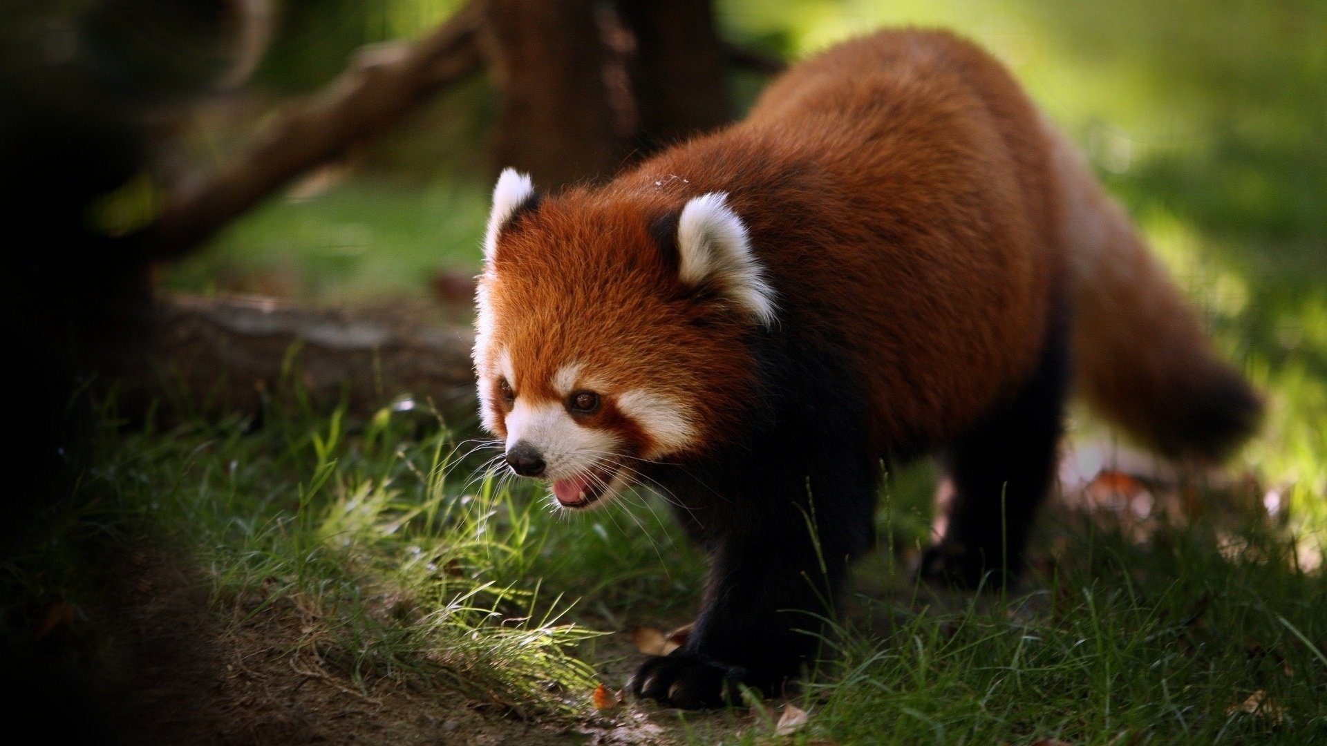 Обои трава, панда, красная панда, малая панда, grass, panda, red panda разрешение 1920x1200 Загрузить