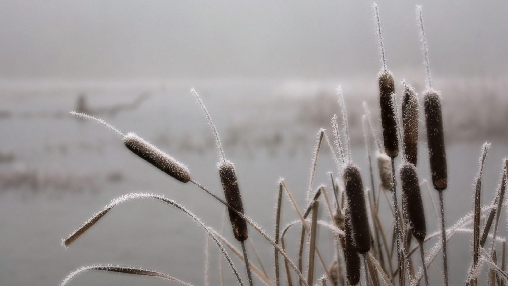 Обои небо, река, природа, обои, камыши, the sky, river, nature, wallpaper, the reeds разрешение 2560x1600 Загрузить