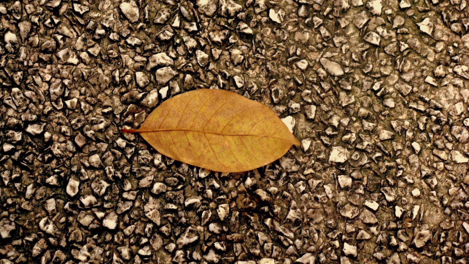 Обои камни, листок, осень, асфальт, гравий, stones, leaf, autumn, asphalt, gravel разрешение 2560x1600 Загрузить