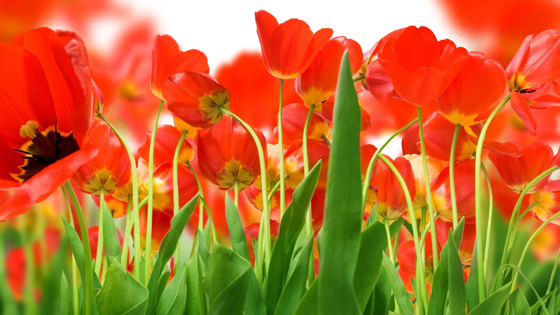 Обои зелень, поле, красных, тюльпанов, greens, field, red, tulips разрешение 2560x1600 Загрузить