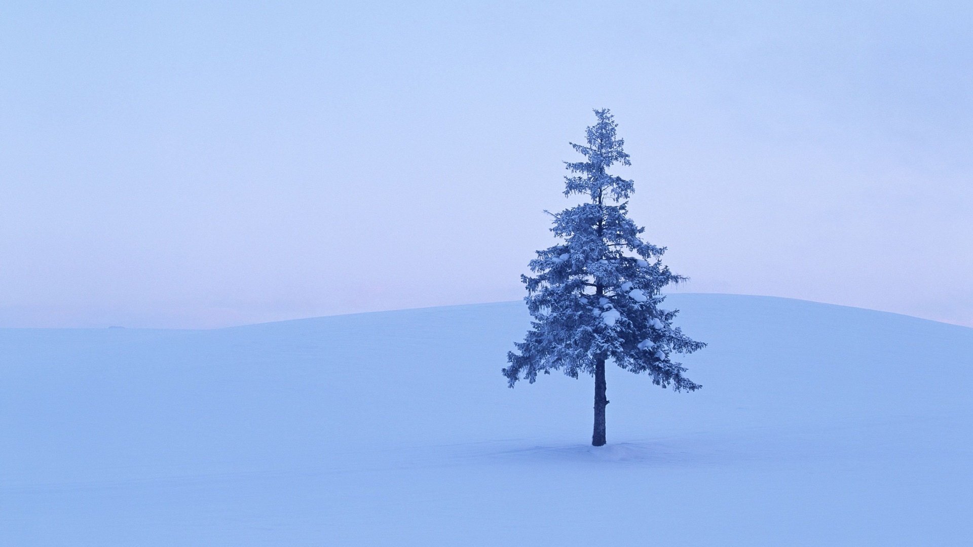 Обои снег, дерево, зима, snow, tree, winter разрешение 1920x1200 Загрузить