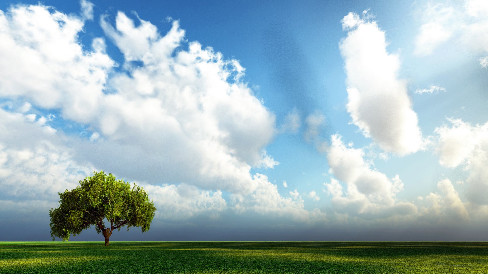 Обои небо, трава, дерево, поле, the sky, grass, tree, field разрешение 2560x1600 Загрузить