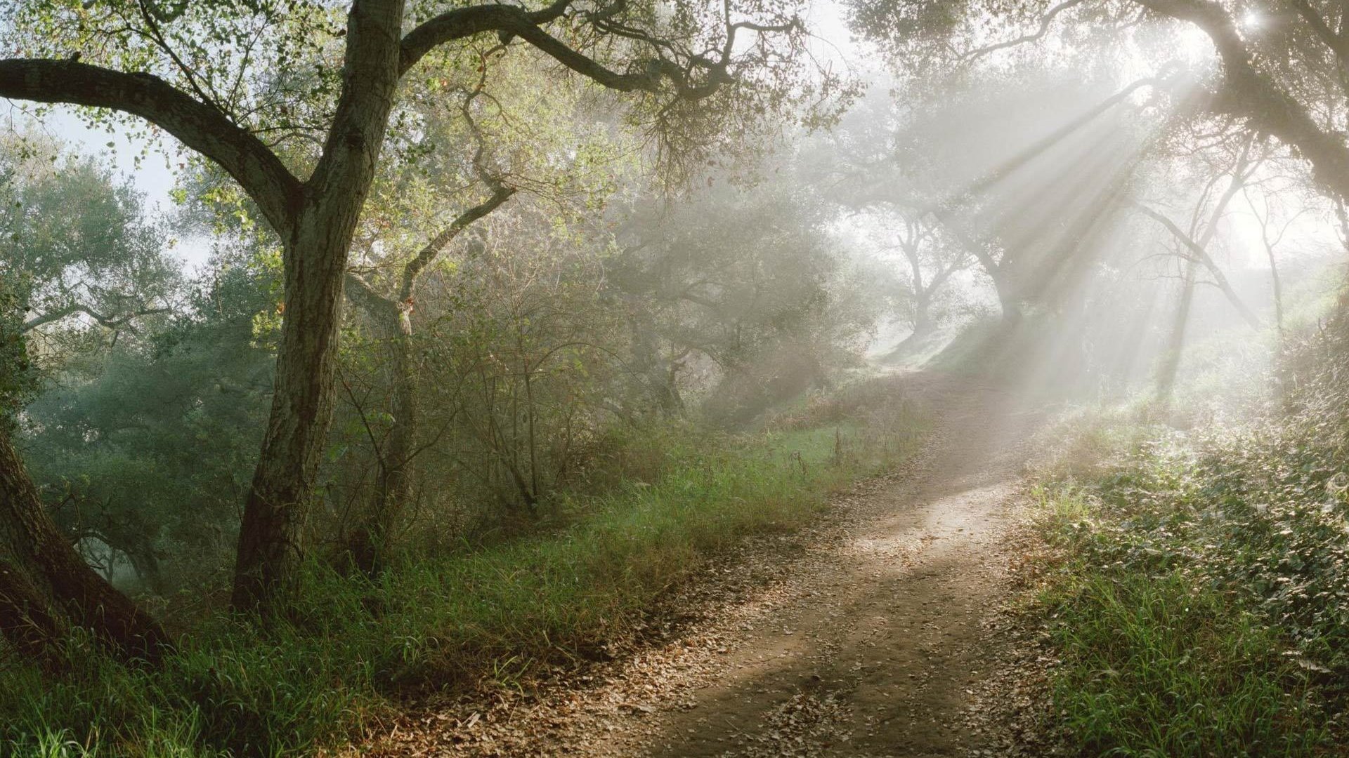 Обои солнце, лес, лучи, тропинка, the sun, forest, rays, path разрешение 1920x1200 Загрузить