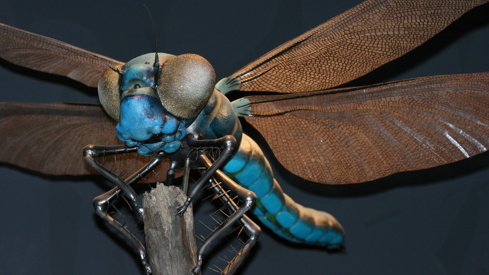 Обои стрекоза, dragonfly разрешение 1920x1200 Загрузить