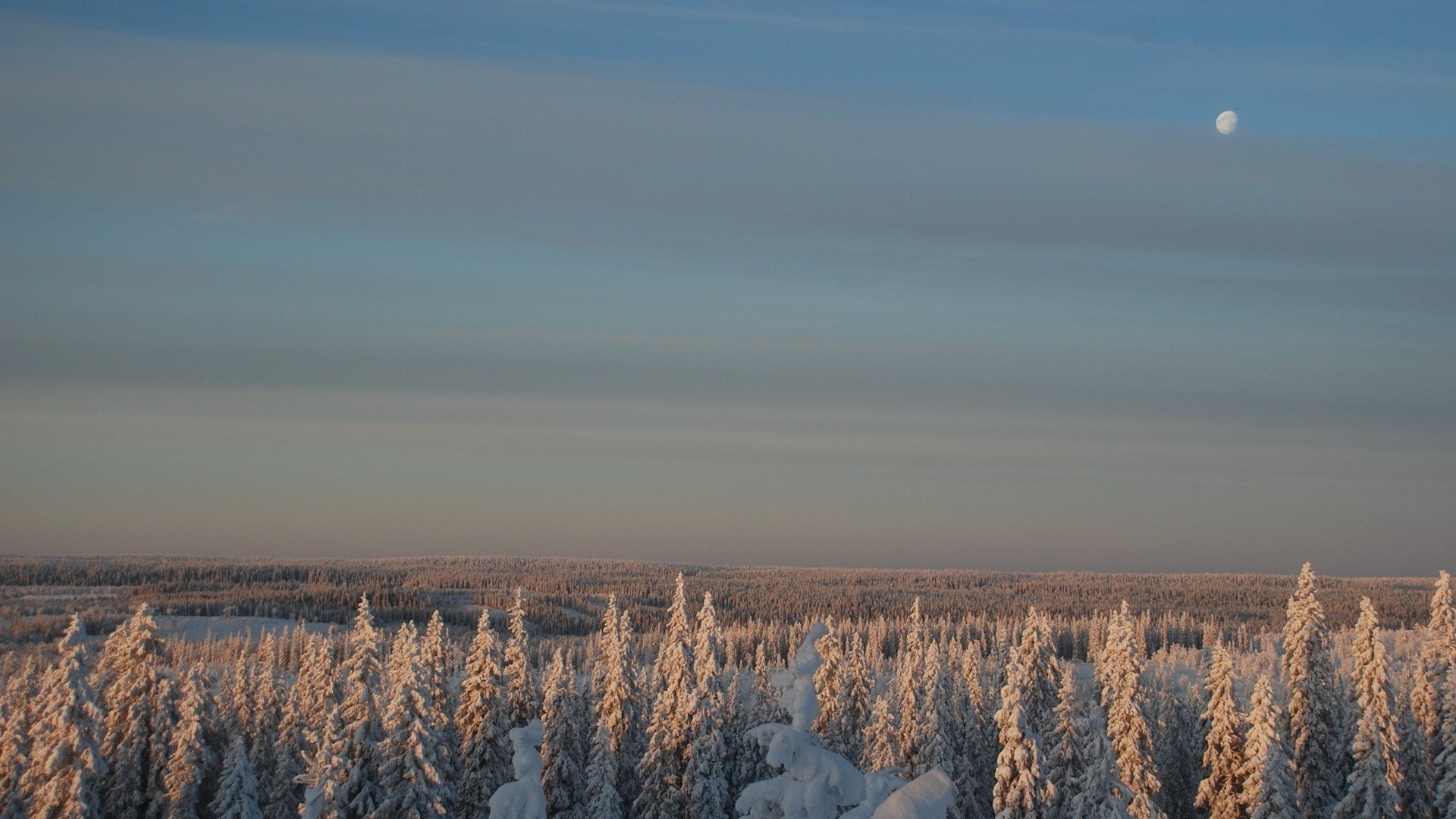 Обои небо, снег, лес, зима, луна, the sky, snow, forest, winter, the moon разрешение 1920x1200 Загрузить