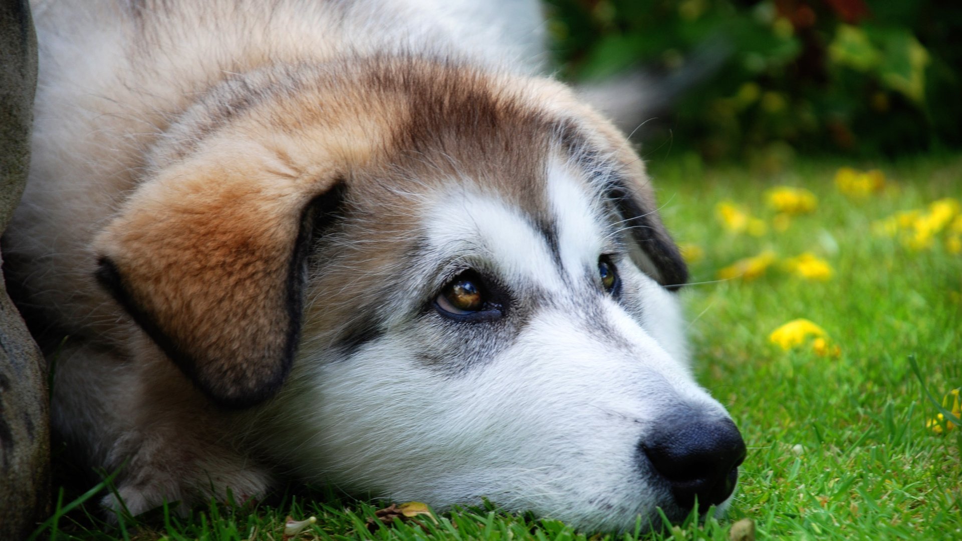 Обои лето, взгляд, собака, луг, щенок, хаски, преданность, summer, look, dog, meadow, puppy, husky, devotion разрешение 2500x1674 Загрузить