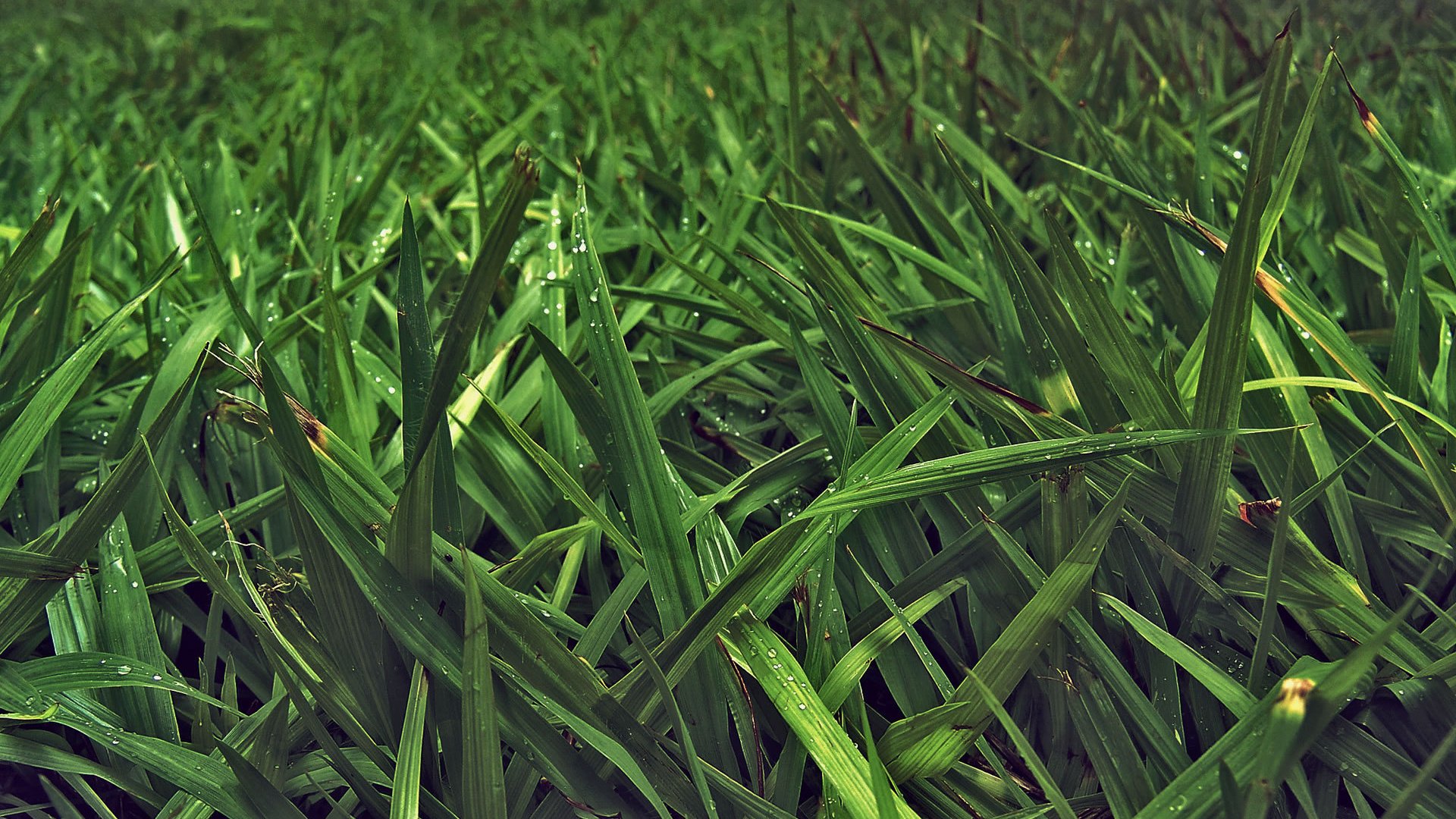 Обои трава, природа, зелень, листья, фото, стебли, макро обои, grass, nature, greens, leaves, photo, stems, macro wallpaper разрешение 1920x1200 Загрузить