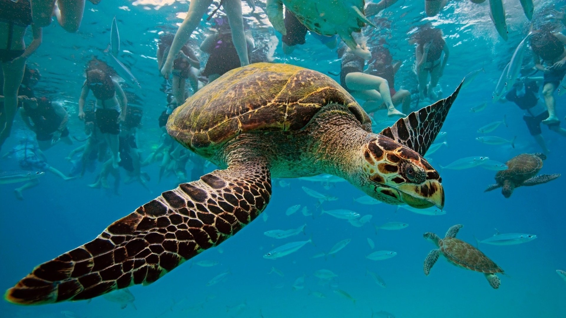 Обои черепаха, бисса, настоящая каретта, рептилия, hawksbill turtle, eretmochelys imbricata, барбадос, вест-индия, карибское море, turtle, bissa, a real honour to be, reptile, barbados, west indies, the caribbean sea разрешение 1920x1202 Загрузить