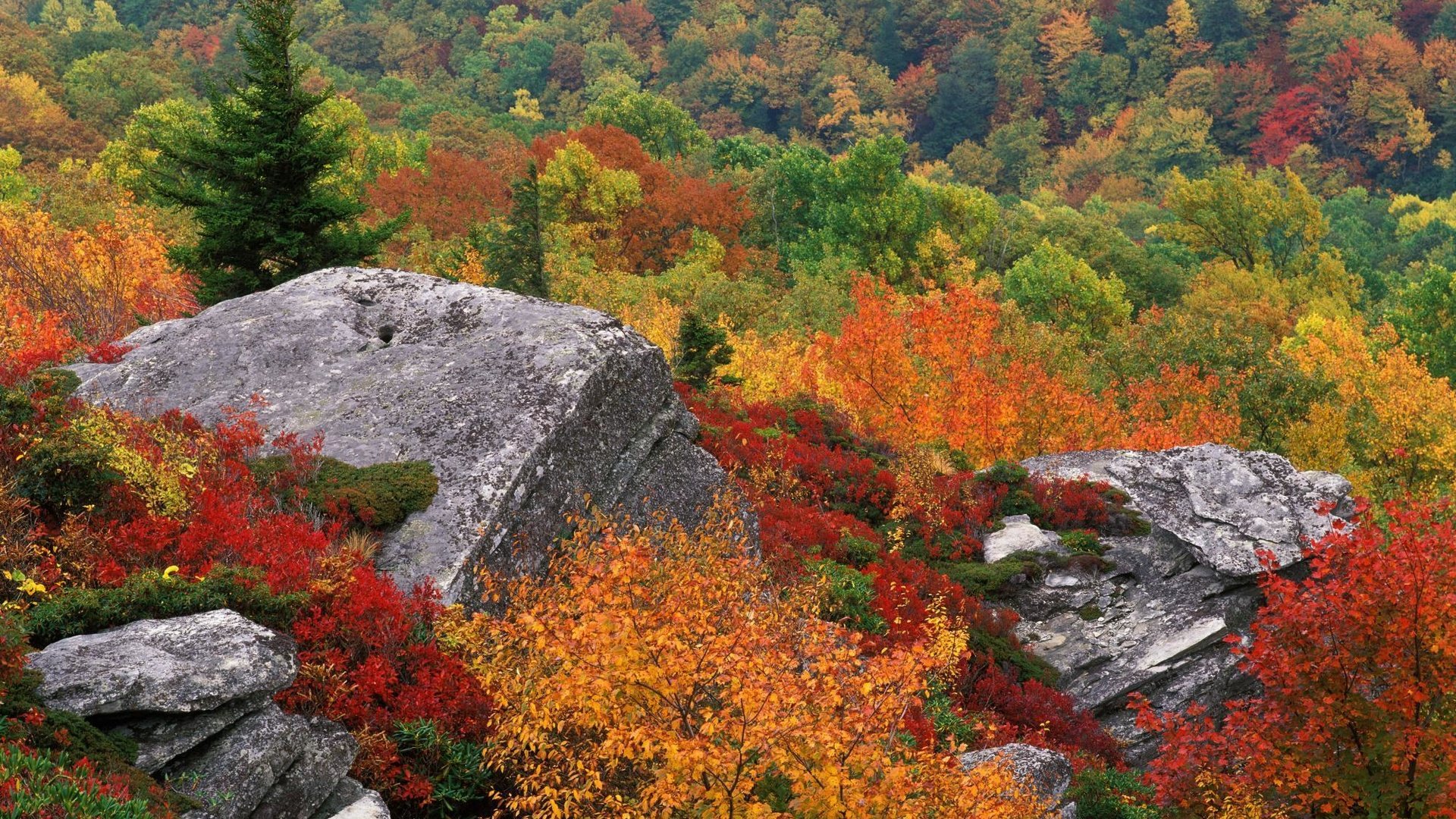 природа осень деревья камни nature autumn trees stones бесплатно