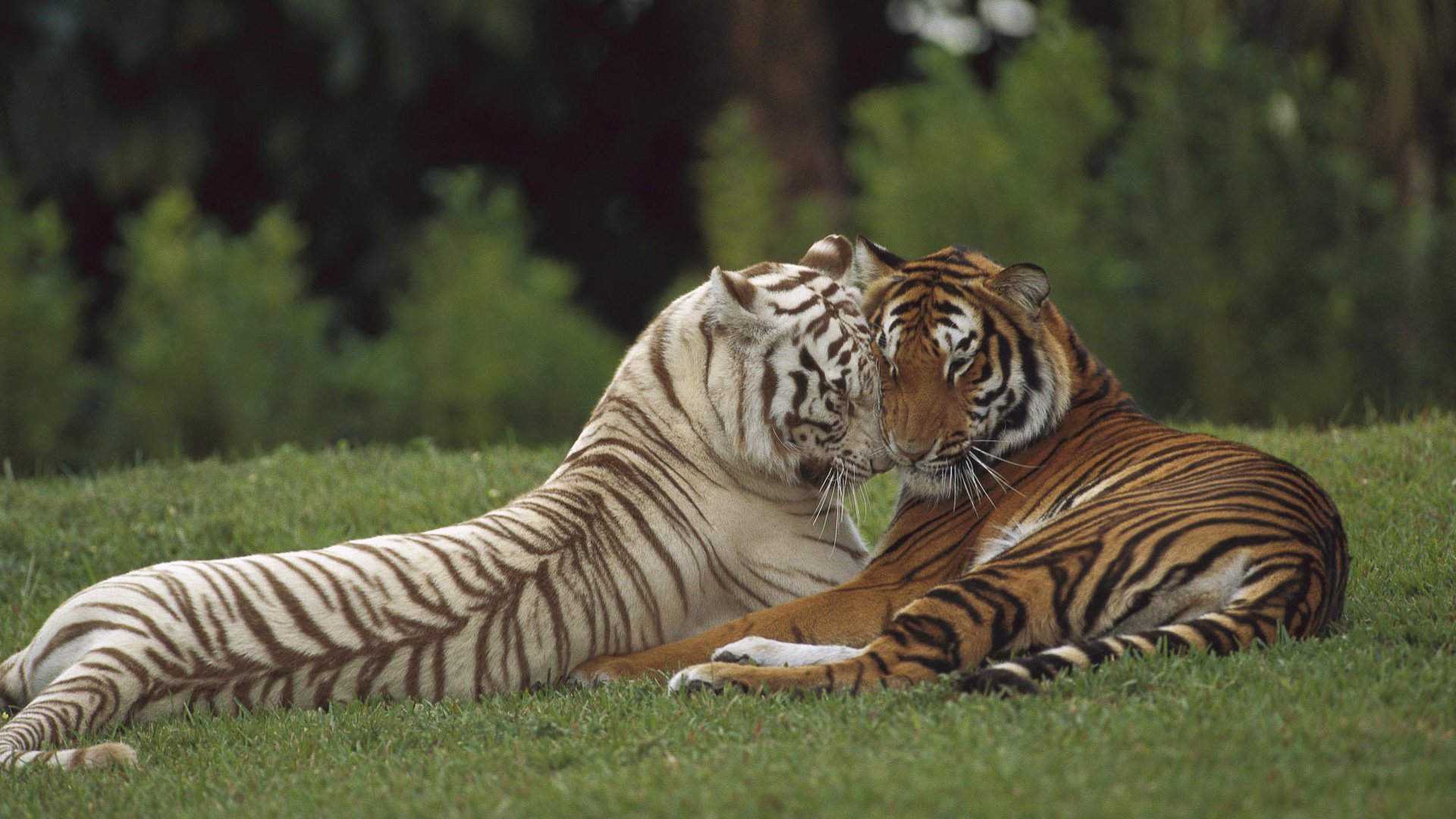 Обои тигр, хищник, любовь, пара, дикая кошка, tiger, predator, love, pair, wild cat разрешение 1920x1200 Загрузить