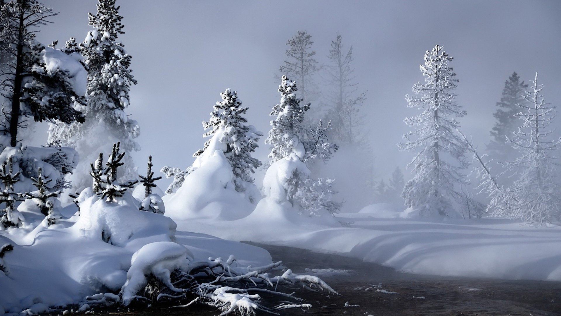 Обои снег, зима, елки, сугробы, snow, winter, tree, the snow разрешение 1920x1200 Загрузить