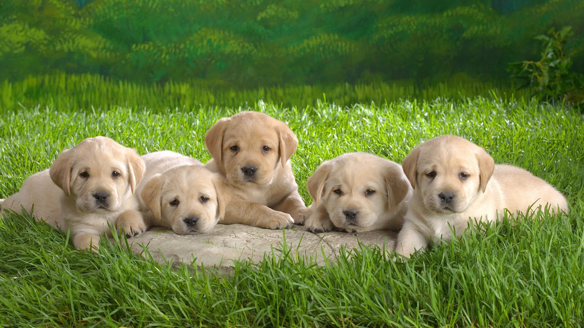 Обои трава, щенки, собаки, лабрадор ретривер, grass, puppies, dogs, labrador retriever разрешение 1920x1200 Загрузить