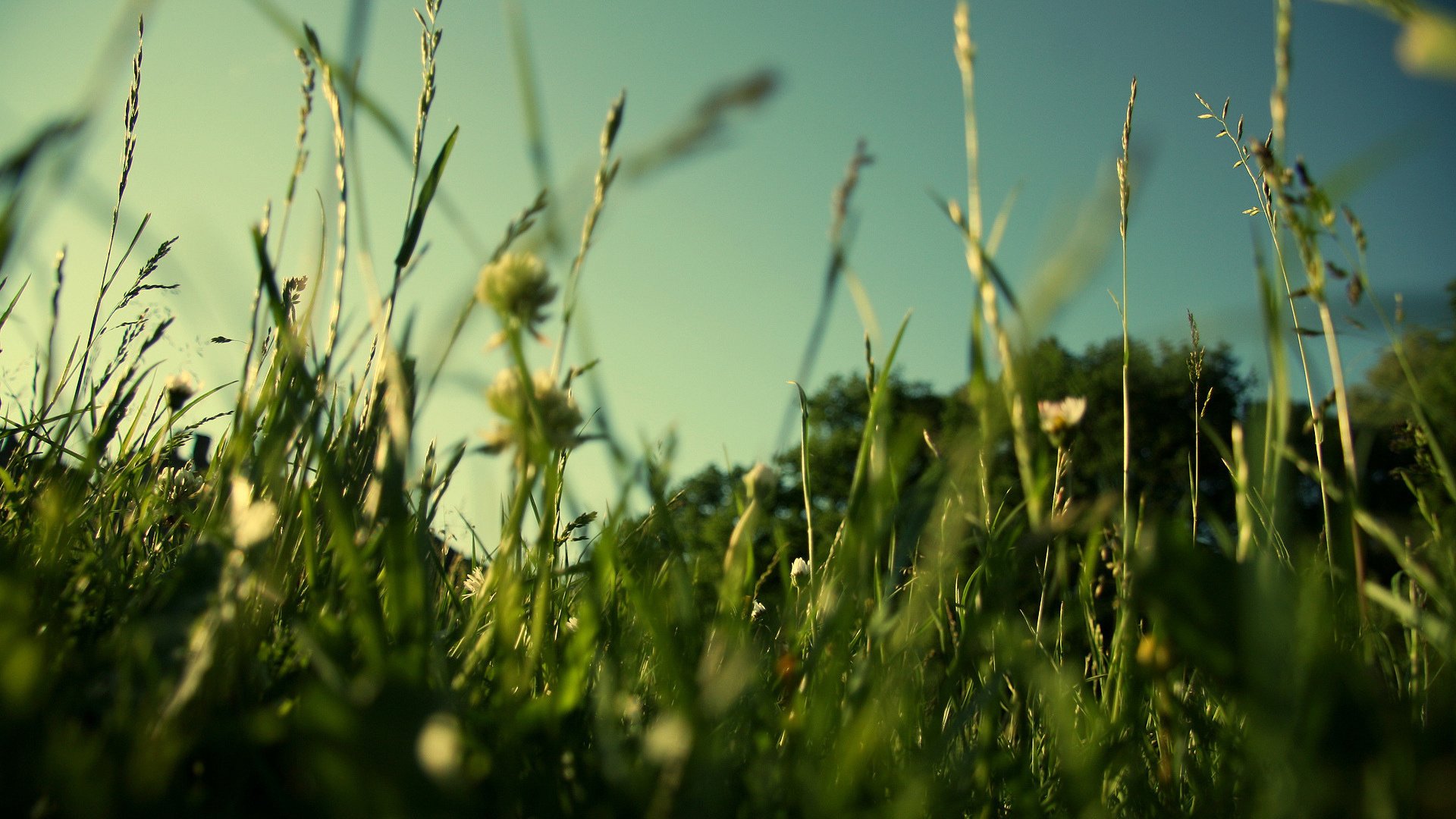 Обои трава, природа, зелень, макро, поле, лето, газон, grass, nature, greens, macro, field, summer, lawn разрешение 1920x1200 Загрузить