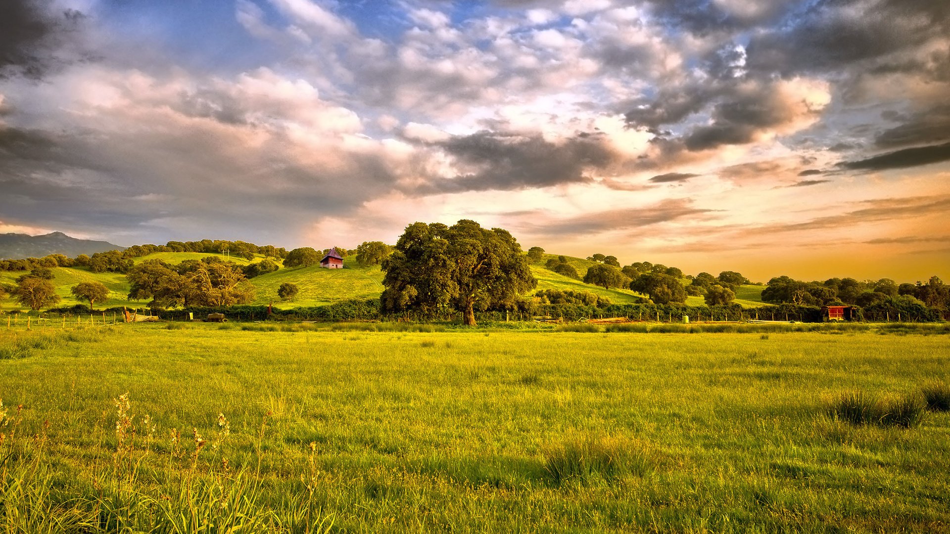 Обои небо, трава, дерево, тучи, поле, the sky, grass, tree, clouds, field разрешение 2560x1600 Загрузить