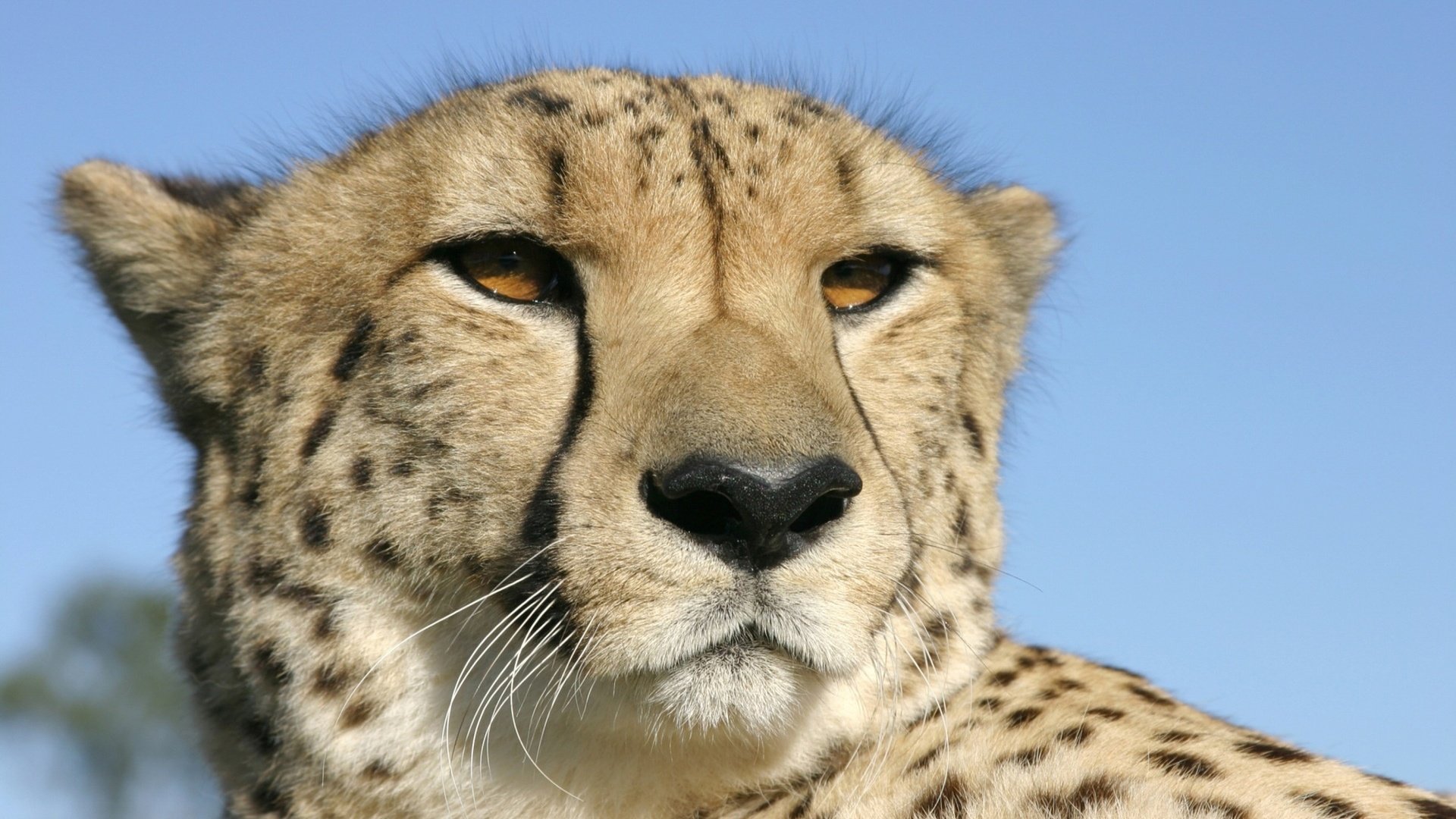 Обои глаза, гепард, голова, eyes, cheetah, head разрешение 2560x1600 Загрузить