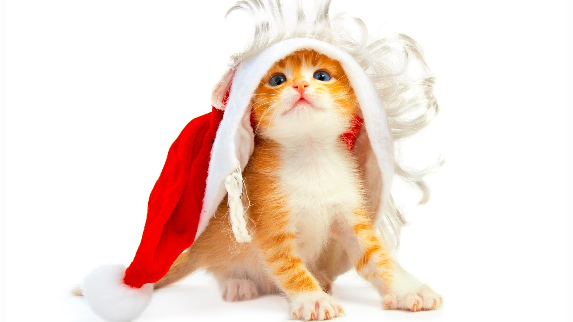 Обои новый год, котенок, белый фон, new year, kitty, white background разрешение 1920x1200 Загрузить