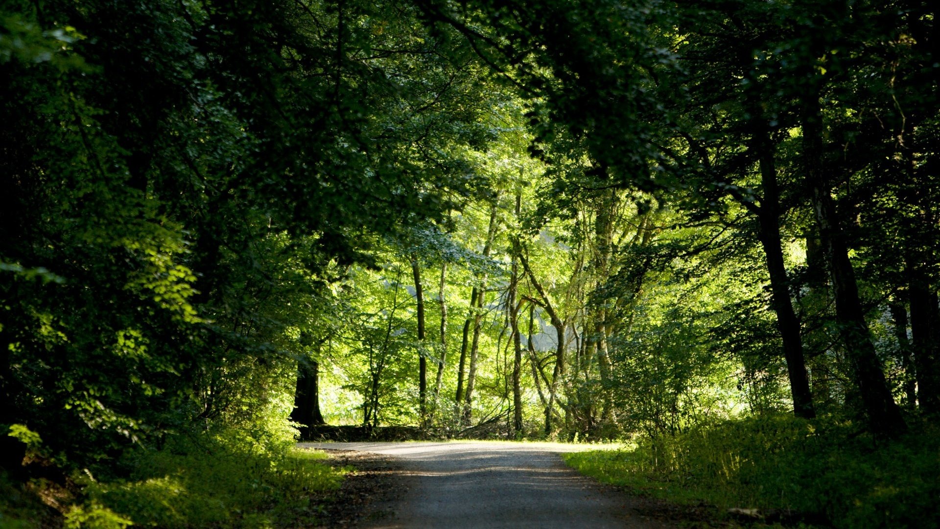 NATURE ROAD TREES GREENS FOREST SUMMER HD Wallpaper 