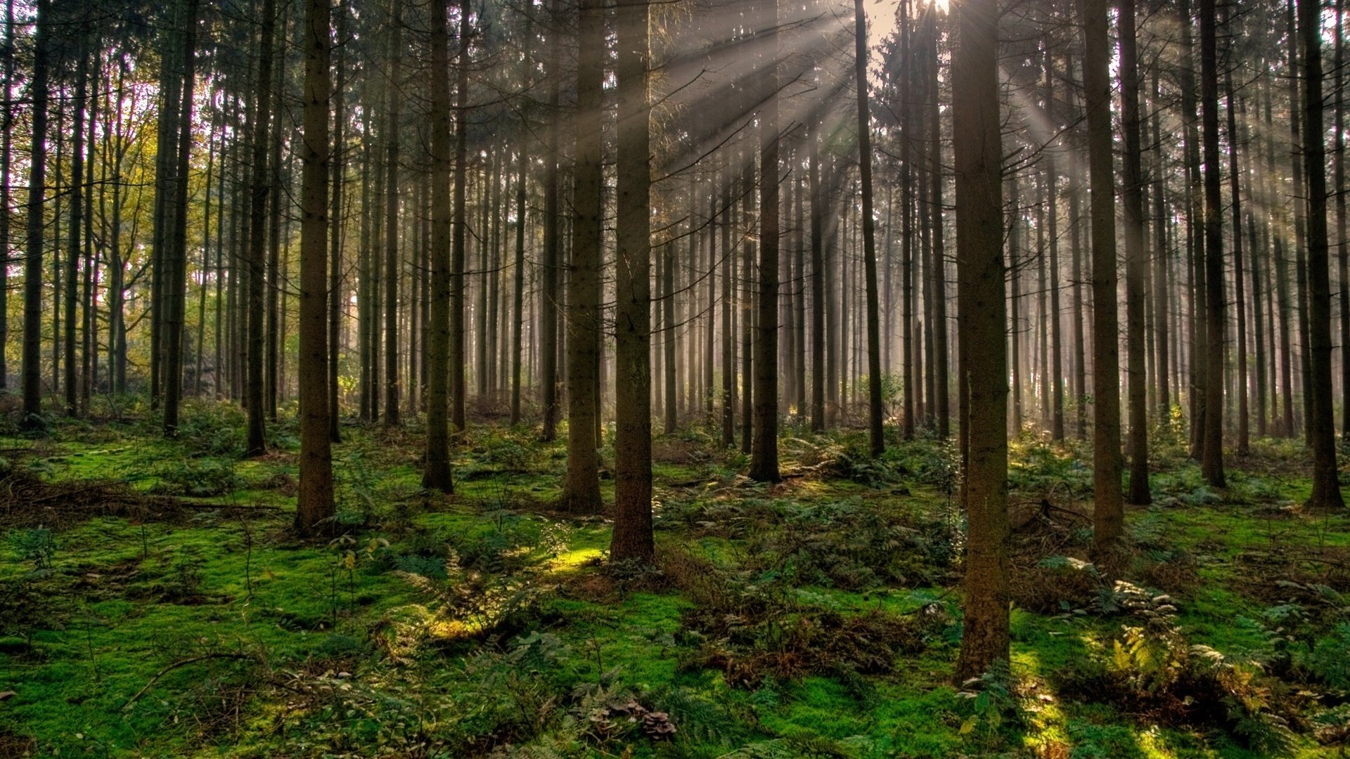 Обои деревья, вечер, природа, лес, лучи солнца, trees, the evening, nature, forest, the rays of the sun разрешение 1920x1200 Загрузить