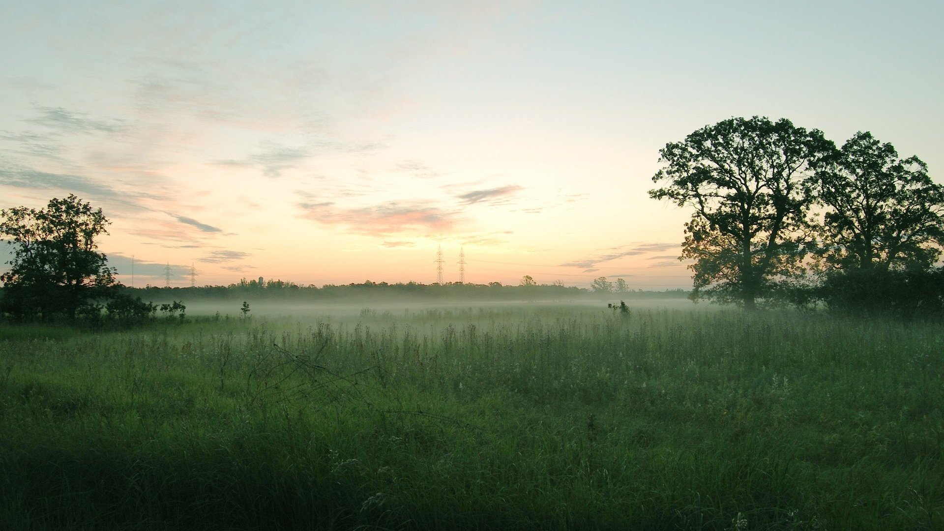 Обои деревья, туман, поле, trees, fog, field разрешение 1920x1200 Загрузить