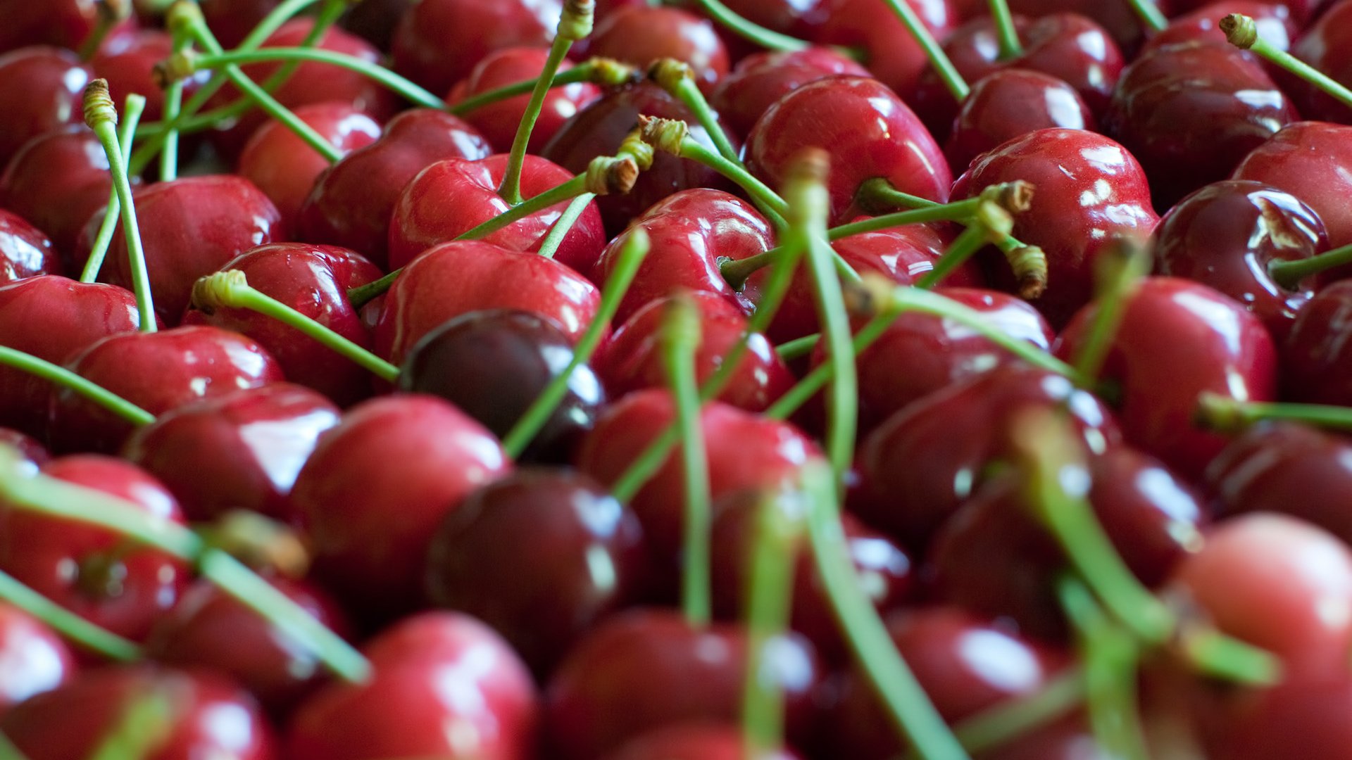 Обои фокус камеры, красная, черешня, ягоды, много, the focus of the camera, red, cherry, berries, a lot разрешение 1920x1200 Загрузить