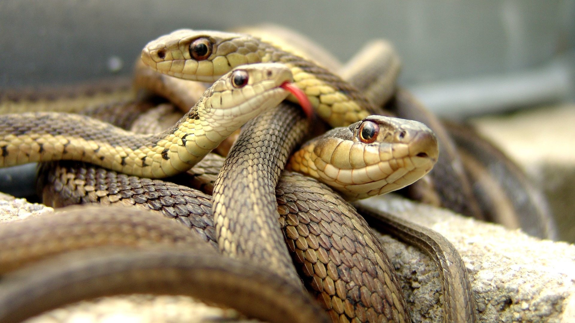 Обои змея, язык, змеи, рептилия, пресмыкающиеся, snake, language, snakes, reptile, reptiles разрешение 2560x1600 Загрузить
