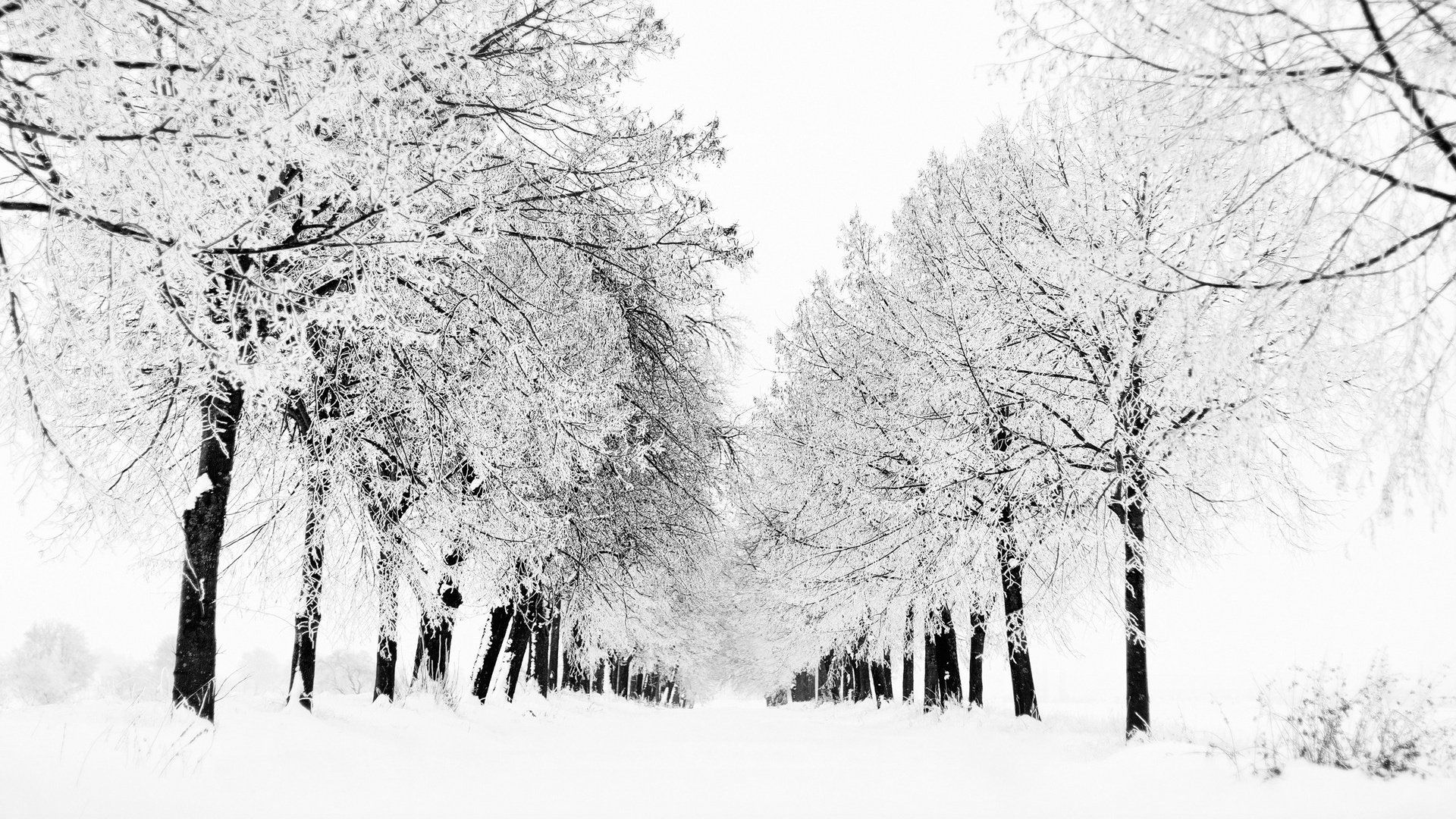 Обои деревья, снег, природа, дерево, зима, вид, зимние обои, метель, trees, snow, nature, tree, winter, view, winter wallpaper, blizzard разрешение 1920x1200 Загрузить