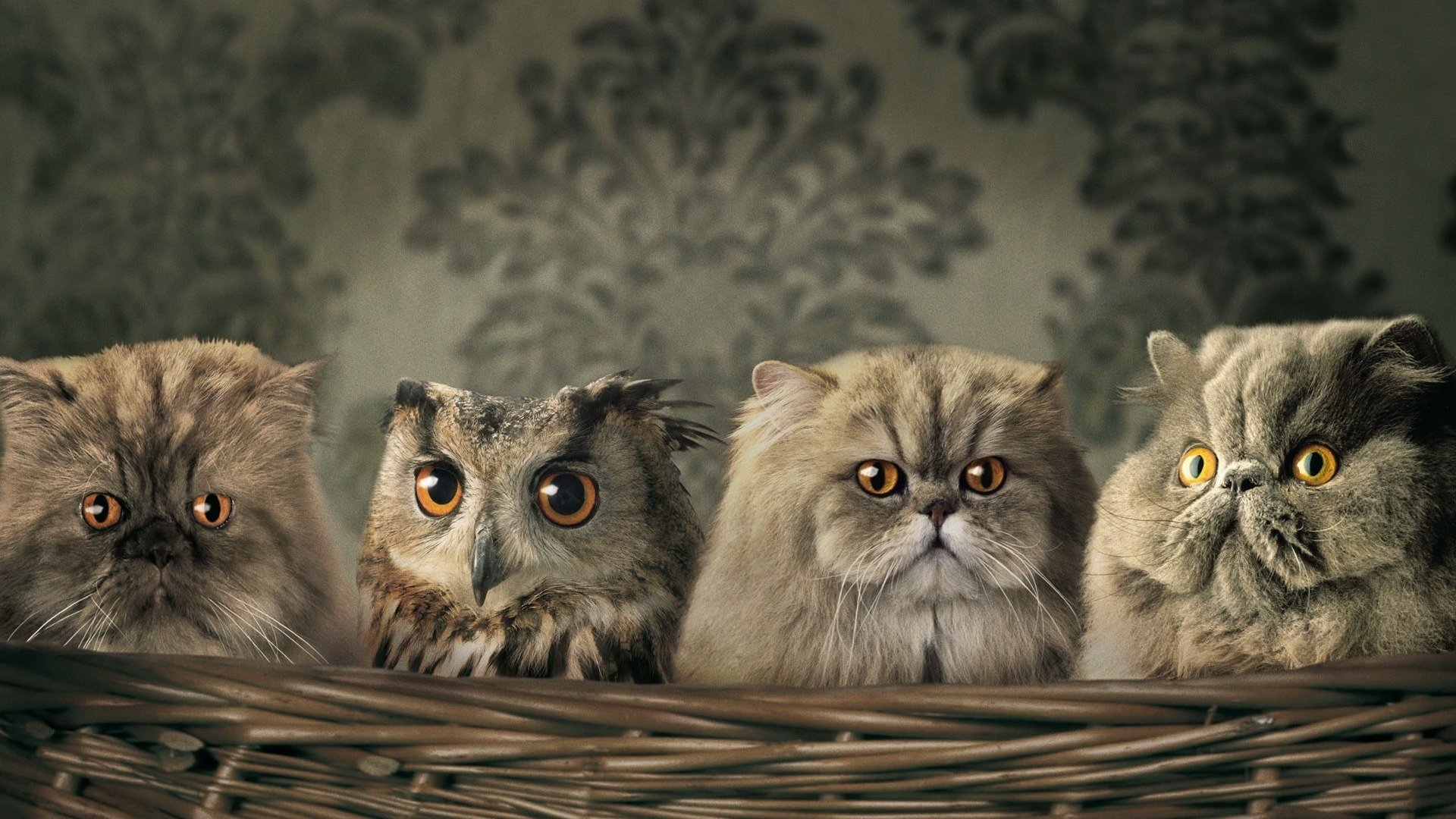 Обои сова, обои, птица, корзина, кошаки, кошки, owl, wallpaper, bird, basket, koshak, cats разрешение 1920x1440 Загрузить