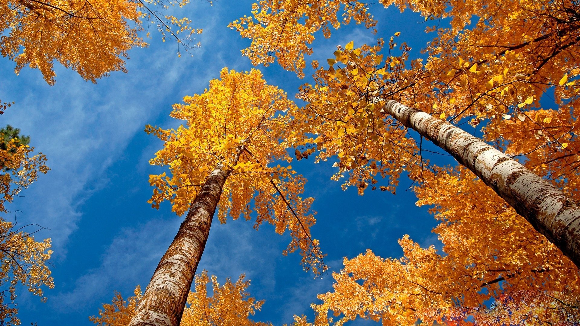 Обои небо, деревья, березы, осень, желтые листья, крона, вид снизу, the sky, trees, birch, autumn, yellow leaves, crown, bottom view разрешение 1920x1200 Загрузить