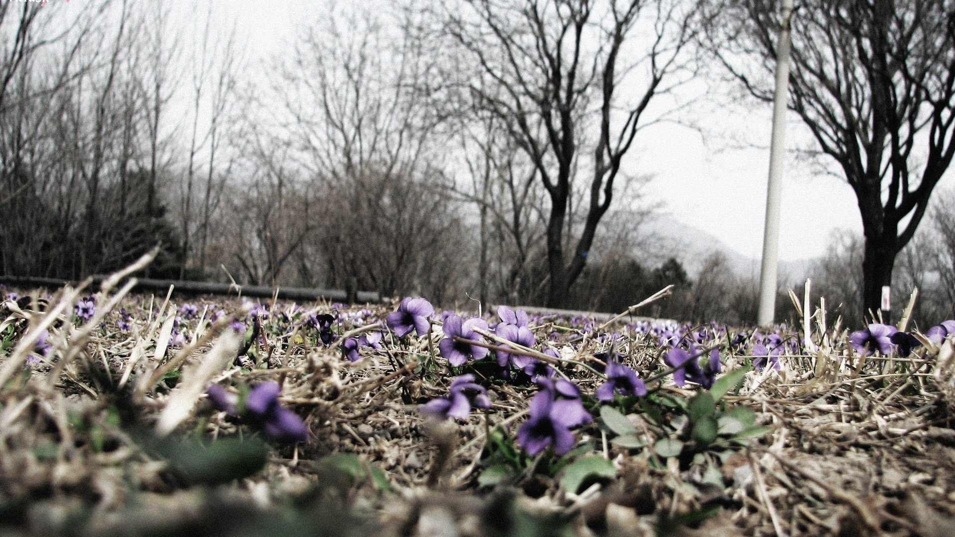 Обои цветы, трава, деревья, природа, ветки, макросьемка, сухая трава, flowers, grass, trees, nature, branches, microsemi, dry grass разрешение 2816x1759 Загрузить