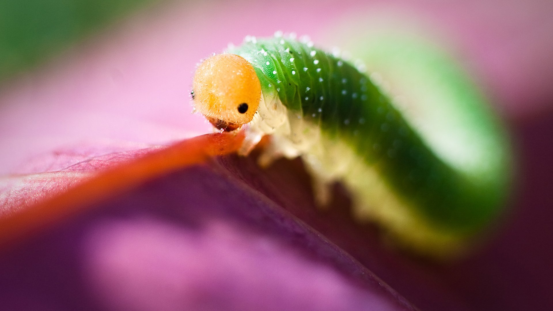 Обои глаза, макро, насекомое, листок, цвет, гусеница, eyes, macro, insect, leaf, color, caterpillar разрешение 1920x1200 Загрузить