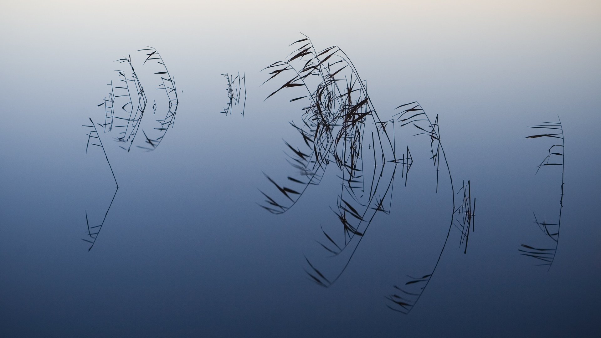 Обои вода, отражение, ветки, water, reflection, branches разрешение 2560x1600 Загрузить