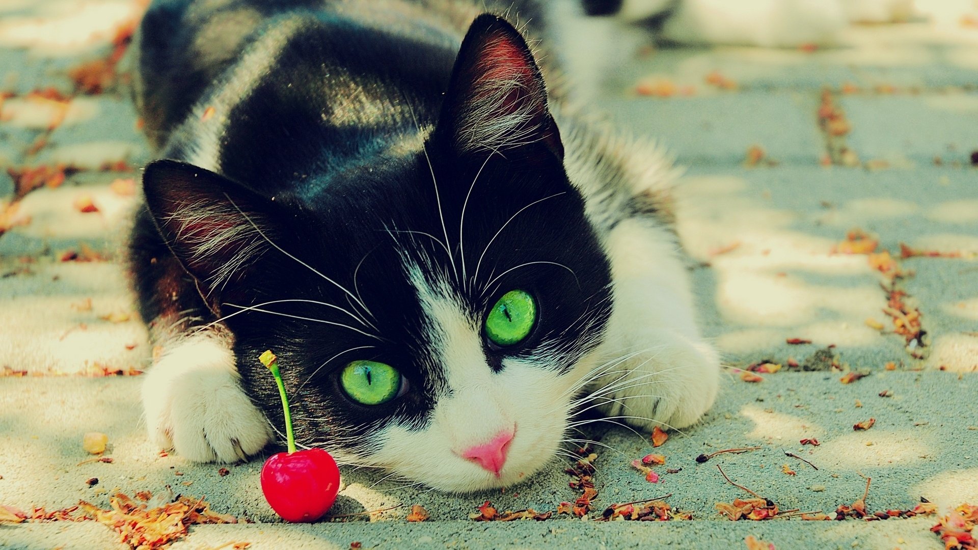 Обои глаза, кот, зеленые, вишня, чёрно-белый, eyes, cat, green, cherry, black and white разрешение 1920x1200 Загрузить