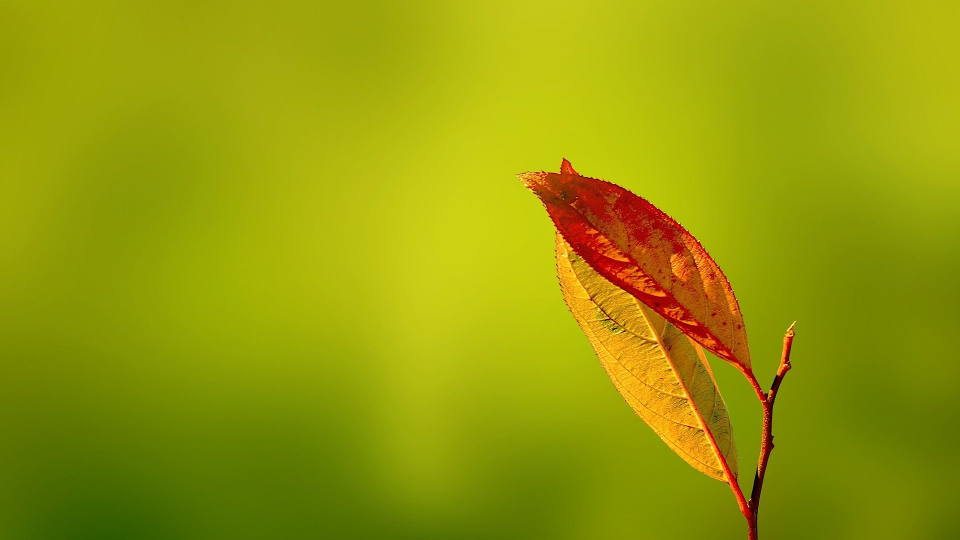 Обои зелень, листья, осень, gentle caress, greens, leaves, autumn разрешение 2560x1600 Загрузить