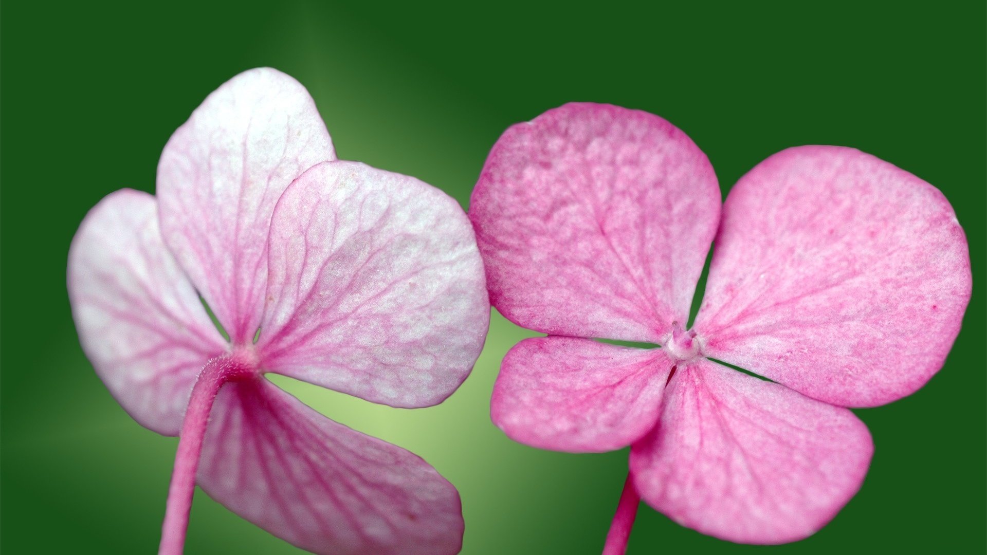 Обои зелёный, лепестки, розовый, green, petals, pink разрешение 1920x1200 Загрузить