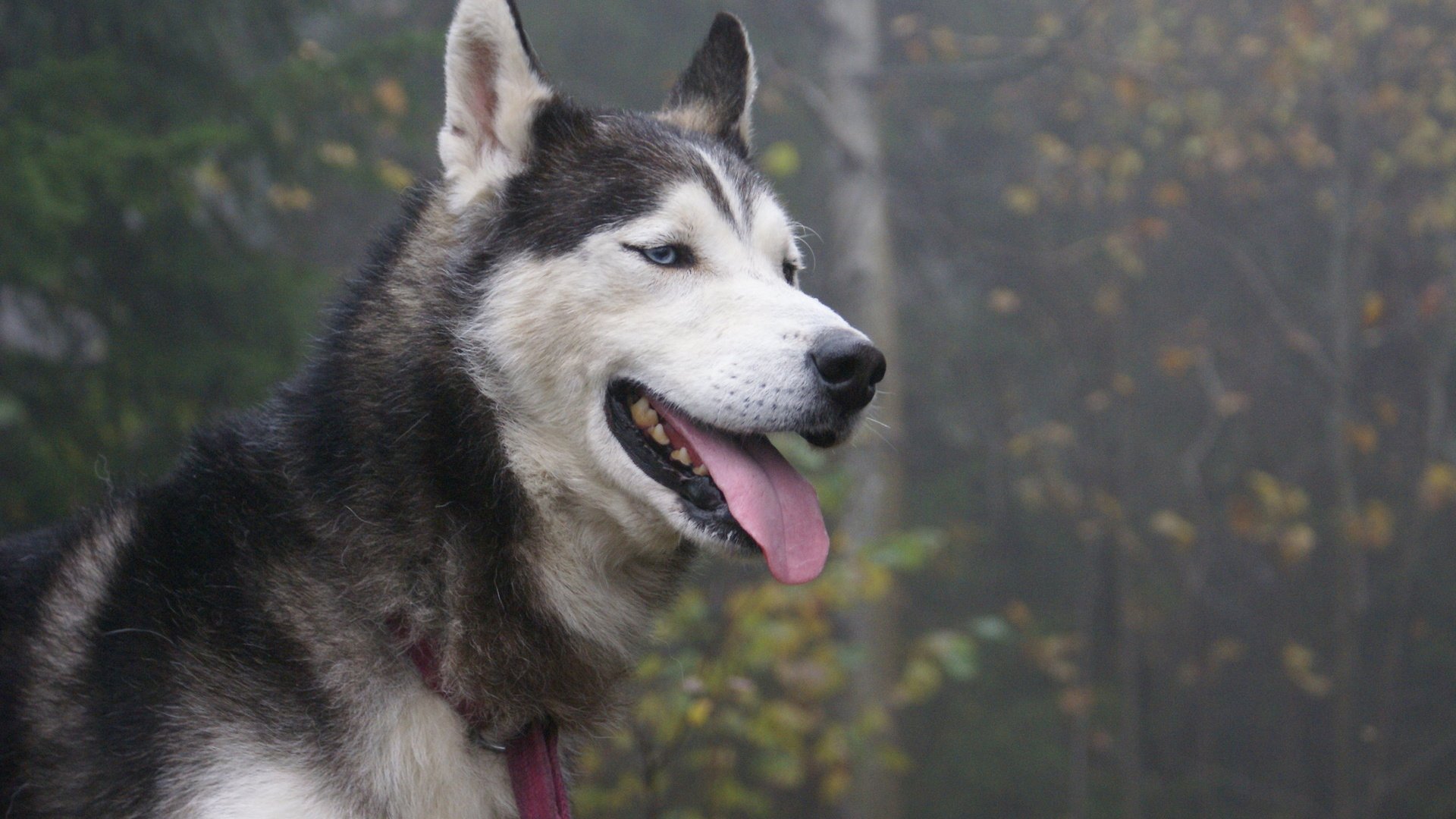 Обои язык, пес, сибирская хаски, language, dog, siberian husky разрешение 2560x1600 Загрузить