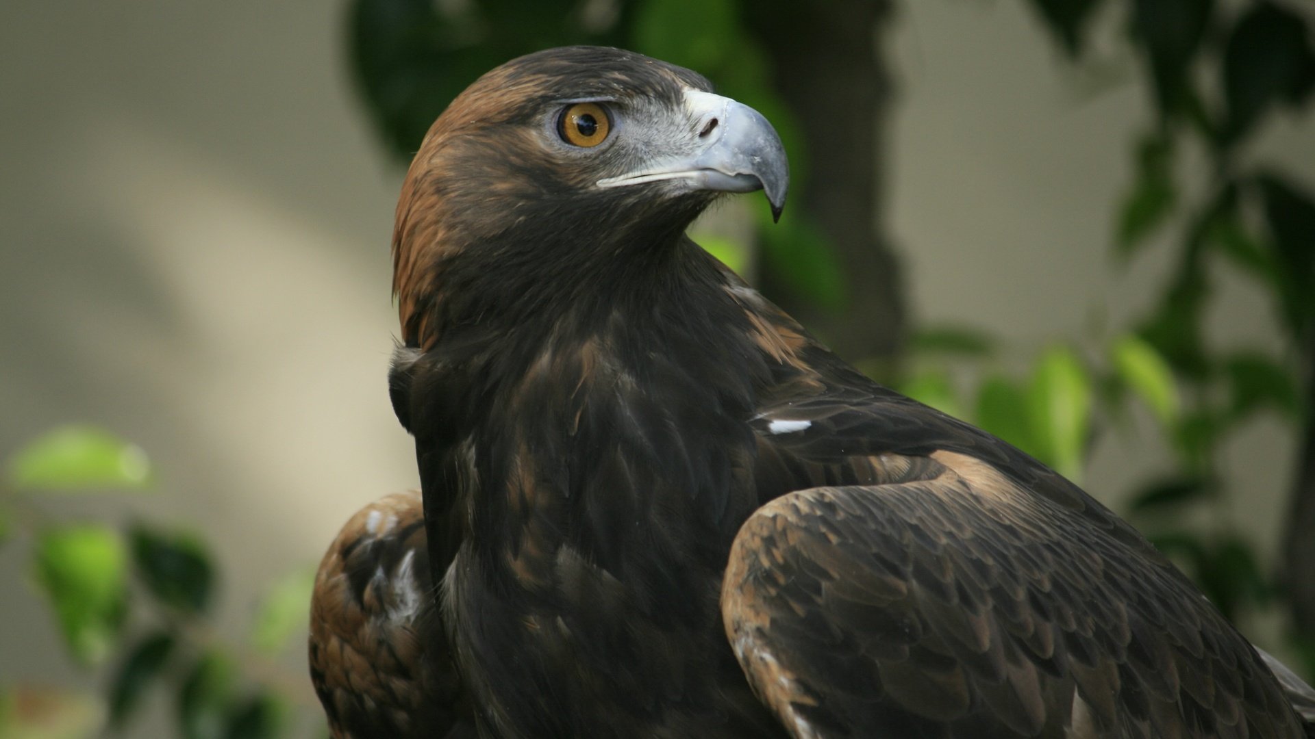 Обои взгляд, орел, клюв, look, eagle, beak разрешение 3888x2592 Загрузить