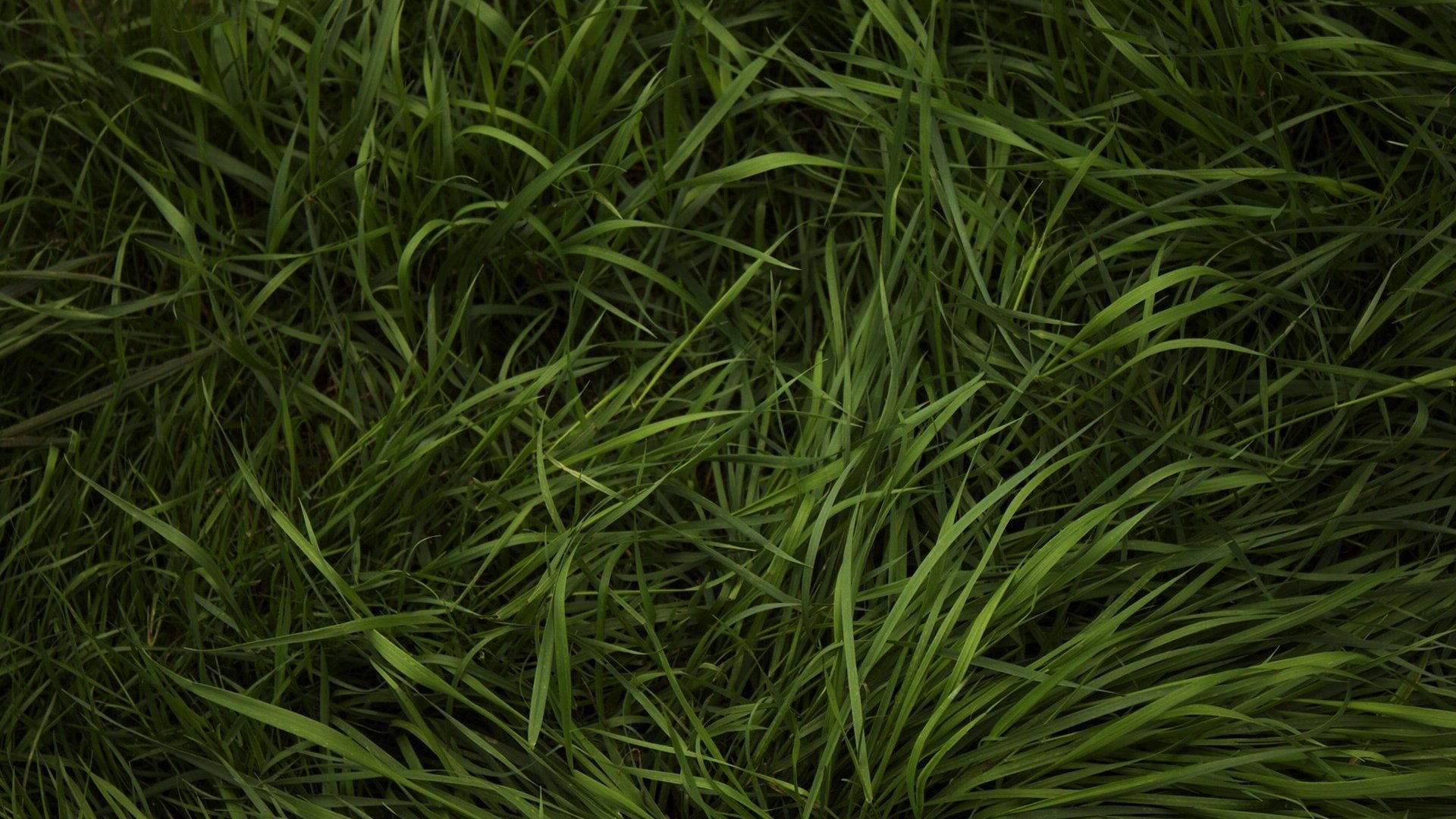 Обои трава, зелёный, лужайка, газон, grass, green, lawn разрешение 1920x1200 Загрузить