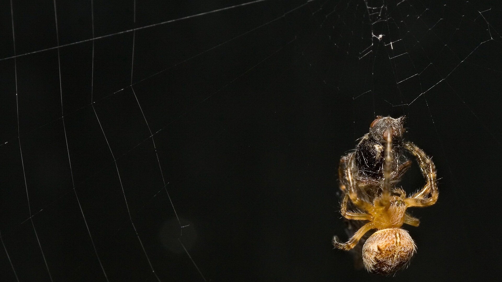 Обои черный фон, жертва, паук, паутина, black background, the victim, spider, web разрешение 1920x1440 Загрузить