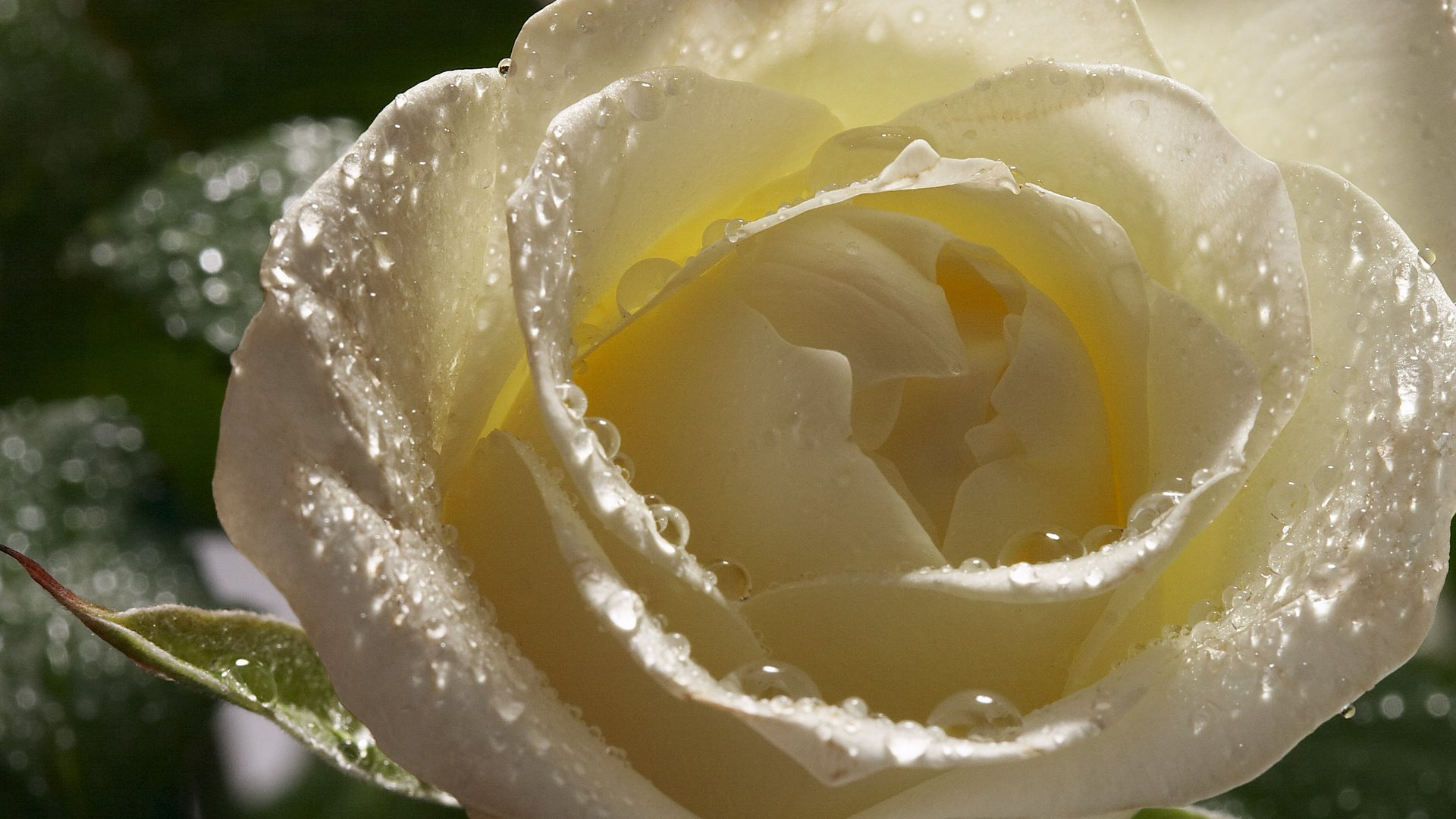 Обои цветы, роса, капли, роза, лепестки, бутон, белая, flowers, rosa, drops, rose, petals, bud, white разрешение 2560x1600 Загрузить