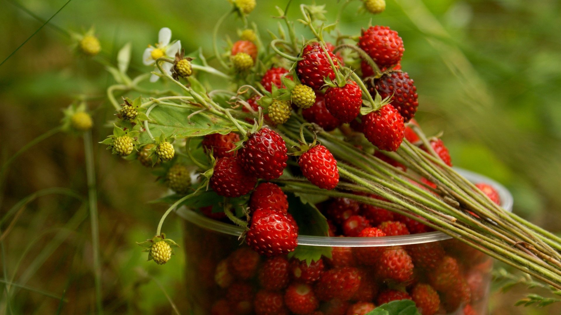 Обои ягоды, стакан, земляника, berries, glass, strawberries разрешение 2560x1600 Загрузить